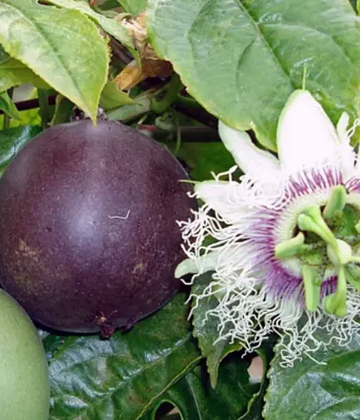 BIO Mučenka (Passiflora edulis) SUNTROPICS®
