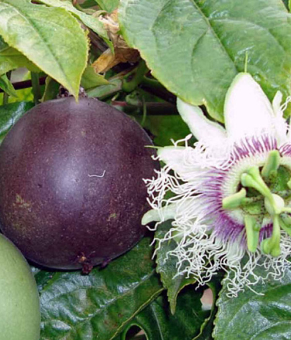 BIO Mučenka (Passiflora edulis) SUNTROPICS®