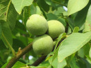 Walnut tree (Juglans regia) CZERNIOWICKI 1 - Tutifruti SK Walnut tree (Juglans regia) CZERNIOWICKI 1 - Tutifruti SK