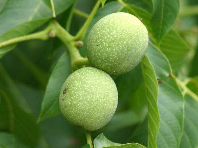 Walnut tree (Juglans regia) Mars - Tutifruti SK Walnut tree (Juglans regia) Mars - Tutifruti SK