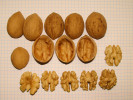 Walnut tree (Juglans regia) Mars - Tutifruti SK Walnut tree (Juglans regia) Mars - Tutifruti SK