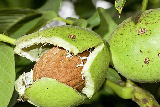 Orech kráľovský: pôvod, taxonómia a ekológia (Juglans regia)