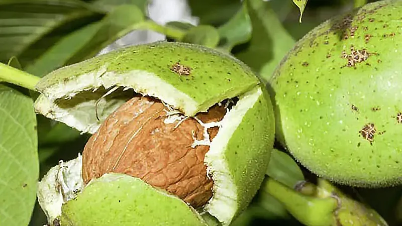 Orech kráľovský: pôvod, taxonómia a ekológia (Juglans regia)