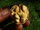 Walnut tree (Juglans regia) CZERNIOWICKI 1 - Tutifruti SK Walnut tree (Juglans regia) CZERNIOWICKI 1 - Tutifruti SK