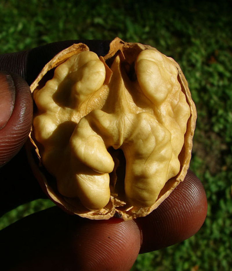 Orech kráľovský (Juglans regia) Černovický 1 - Tutifruti SK