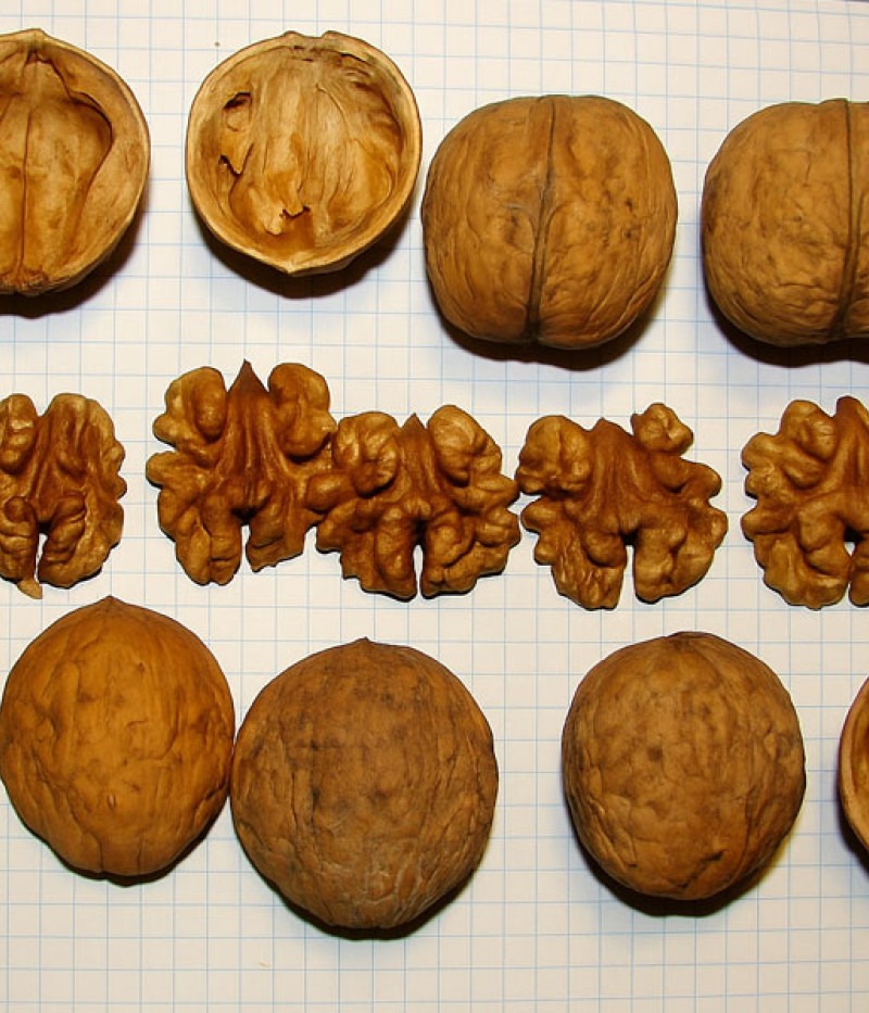 Orech kráľovský (Juglans regia) KOSZYCKI - Tutifruti SK