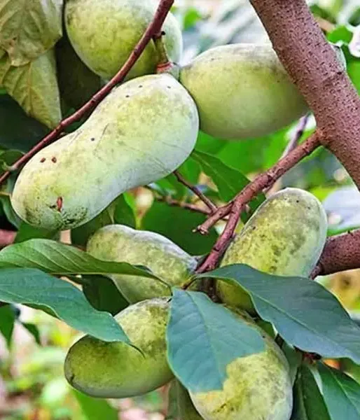 BIO Pawpaw (Asimina triloba) Sunflower