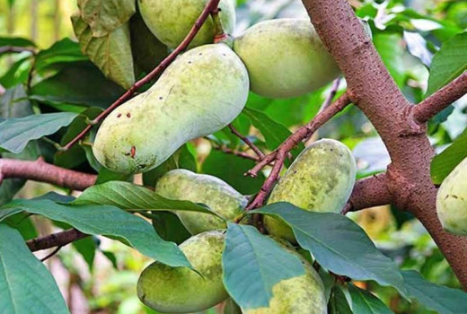 Asimina triloba (Pawpaw): Sprievodca pestovaním severoamerického banánu | Blog