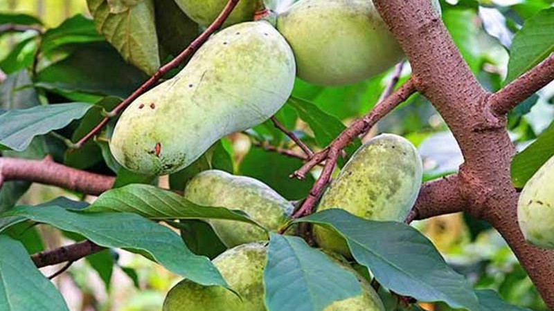 Asimina triloba (Pawpaw): Sprievodca pestovaním severoamerického banánu | Blog