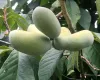Pawpaw 