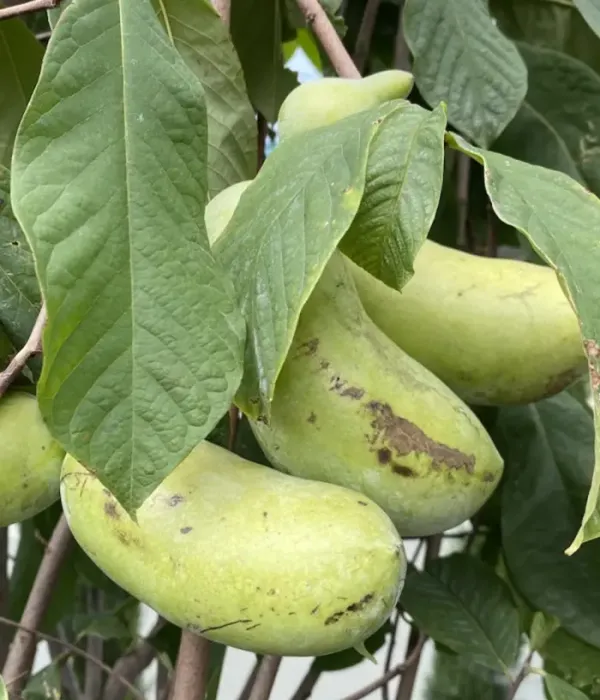 Pawpaw (Asimina triloba) CASPIAN