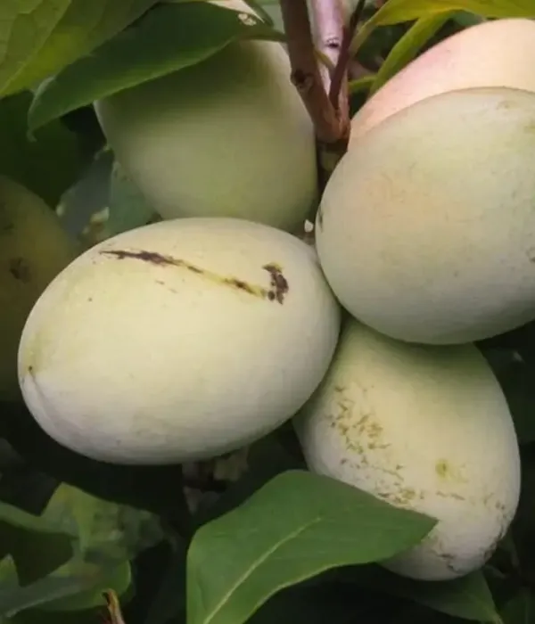 Pawpaw (Asimina triloba) HORN'S WHITE