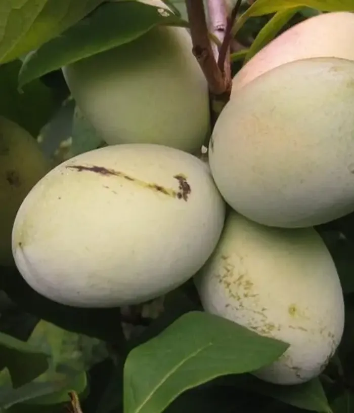 Pawpaw (Asimina triloba) HORN'S WHITE