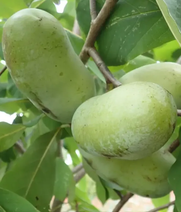 Pawpaw (Asimina triloba) KENTUCKY CHAMPION™
