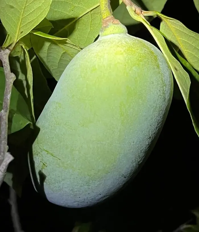 Pawpaw (Asimina triloba) NYOMI'S DELICIOUS