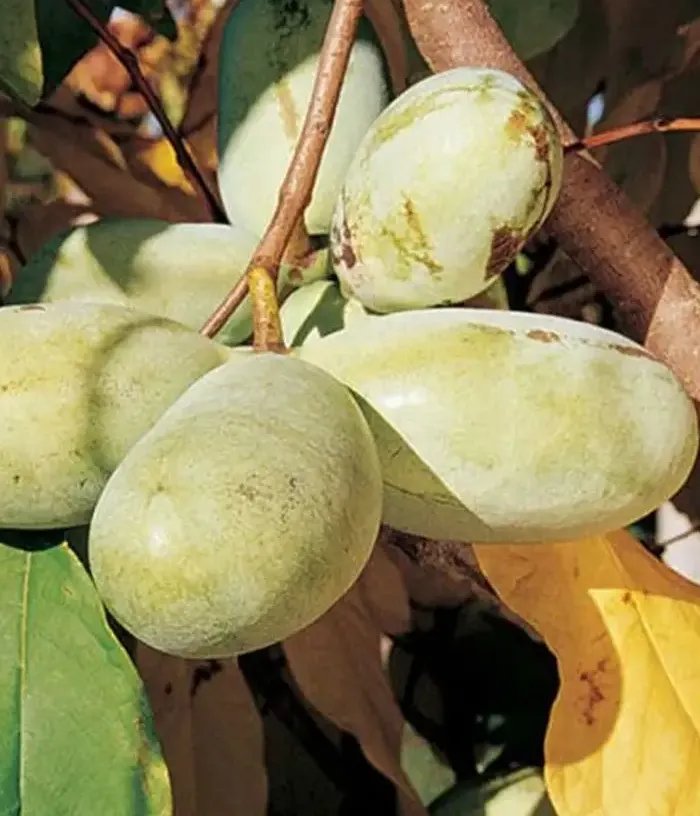 Pawpaw (Asimina triloba) REBECCA'S GOLD