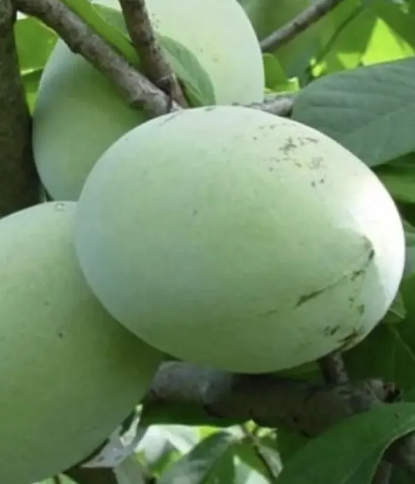 Pawpaw (Asimina triloba) SUN-GLO