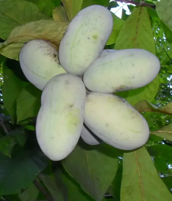 Pawpaw (Asimina triloba) WELLS