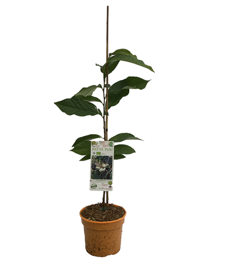 BIO Pawpaw (Asimina triloba) SUNFLOWER - Tutifruti SK