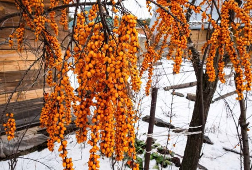 Rakytník (Hippophae): Liečivé účinky, srdce, pokožka a spracovanie (2. diel)