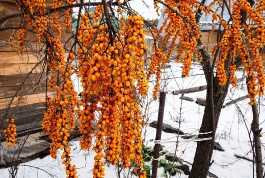 Rakytník (Hippophae): Liečivé účinky, srdce, pokožka a spracovanie (2. diel)