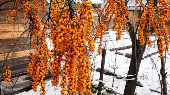 Rakytník (Hippophae): Liečivé účinky, srdce, pokožka a spracovanie (2. diel)