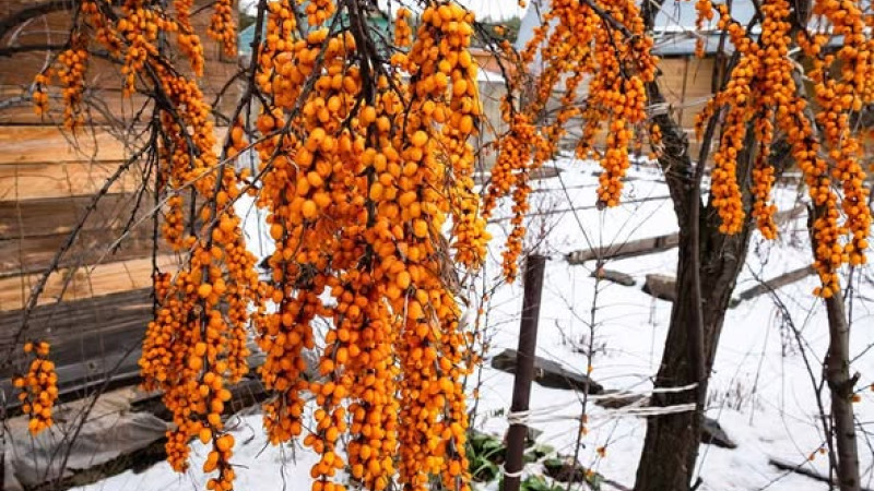 Rakytník (Hippophae): Liečivé účinky, srdce, pokožka a spracovanie (2. diel)