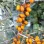 Rakytník (Hippophae): Kompletný sprievodca botanikou a účinkami (1. časť)