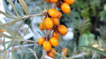 Rakytník (Hippophae): Kompletný sprievodca botanikou a účinkami (1. časť)
