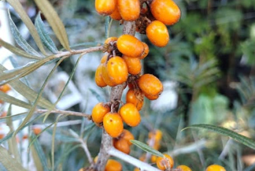 Rakytník (Hippophae): Kompletný sprievodca botanikou a účinkami (1. časť)