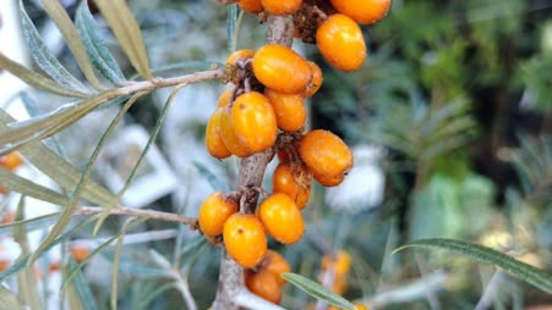 Rakytník (Hippophae): Kompletný sprievodca botanikou a účinkami (1. časť)