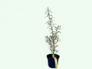 Sea buckthorn (Hippophae rhamnoides) FRIESDORFER ORANGE - Tutifruti SK