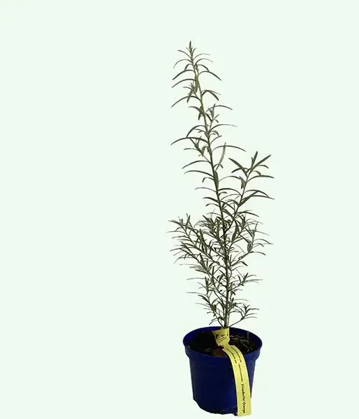 Sea buckthorn (Hippophae rhamnoides) FRIESDORFER ORANGE