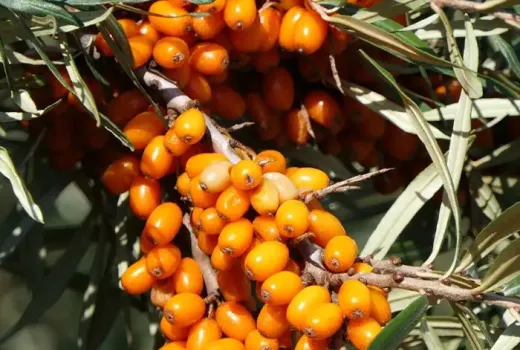 Fínska elita v záhrade: Predstavujeme rakytník 'Tarmo' a 'Tytti'