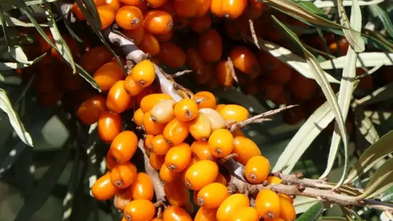 Fínska elita v záhrade: Predstavujeme rakytník 'Tarmo' a 'Tytti'