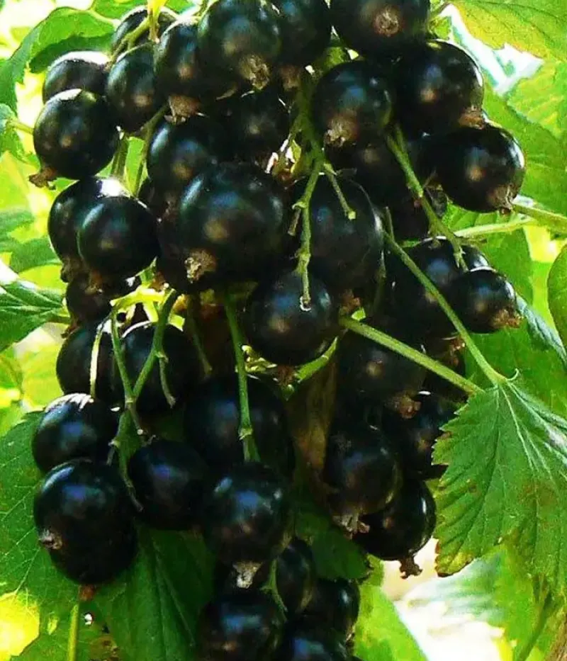 Ríbezľa čierna (Ribes nigrum) YADRENAYA - Tutifruti, s.r.o.