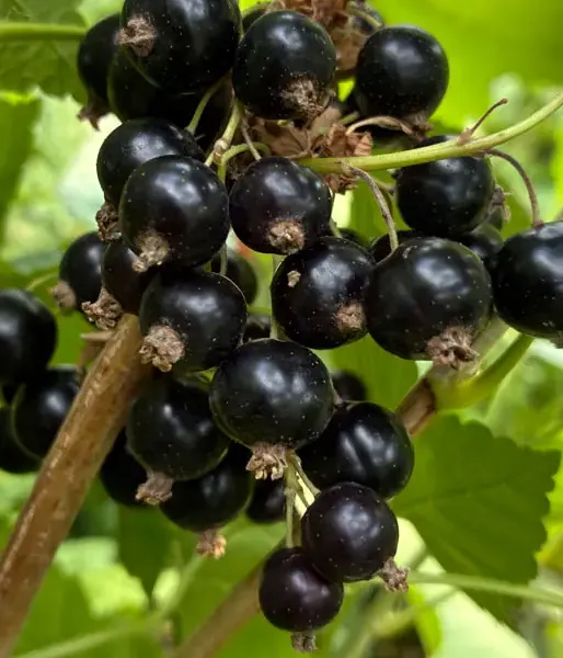 Ríbezľa čierna (Ribes nigrum) BELORUSSKAJA SLADKAJA