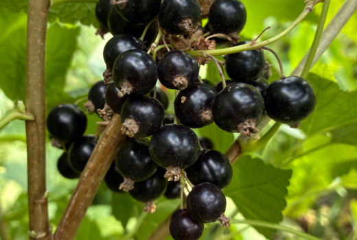 Nové čierne ríbezle 2026: Chereshnevaya, Selečenskaja a Veloj