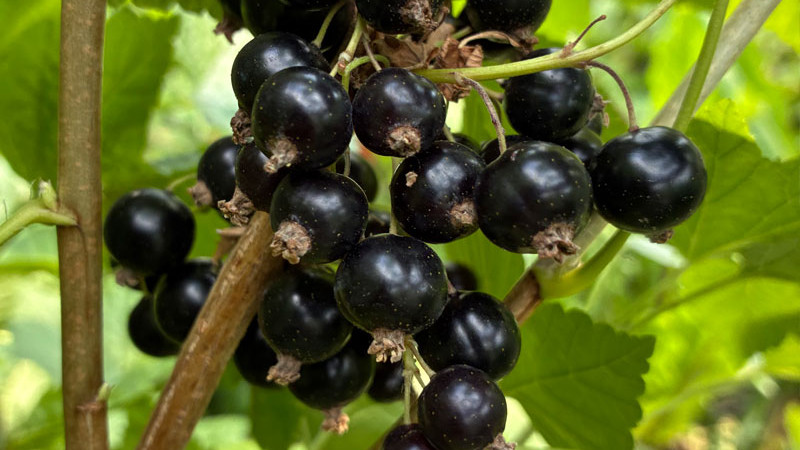 Nové čierne ríbezle 2026: Chereshnevaya, Selečenskaja a Veloj