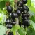 Blackcurrants