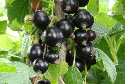 Schwarze Johannisbeeren: Detaillierte Analyse der neuen Sorten Belorusskaja Sladkaja, Čornij Žemčug und Svita Kijevskaja