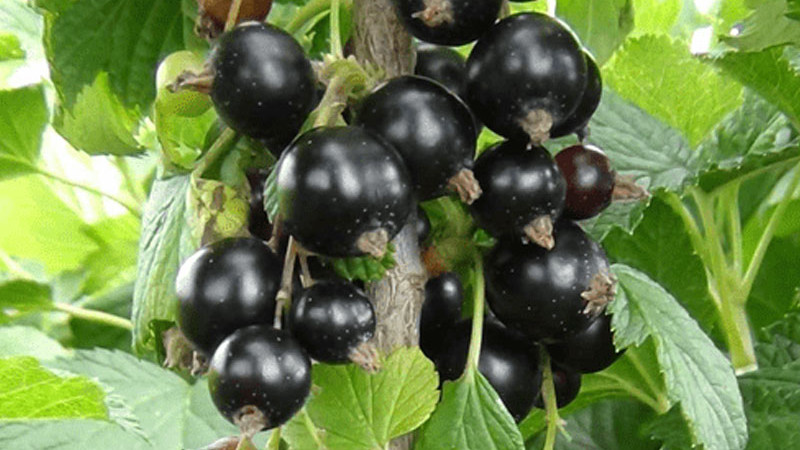 Čierne ríbezle: Detailná analýza nových odrôd Belorusskaja Sladkaja, Čornij Žemčug a Svita Kijevskaja