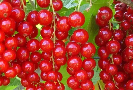 Ruská dezertná biela a rumunská červená klasika: Predstavujeme ríbezle 'Bayana', 'Margaritar' a 'Abundent'