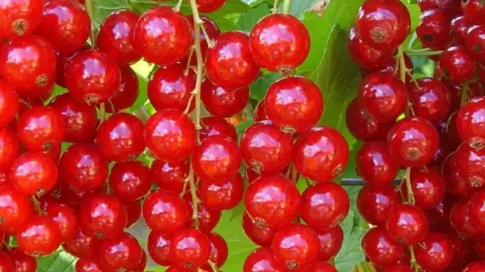 Ruská dezertná biela a rumunská červená klasika: Predstavujeme ríbezle 'Bayana', 'Margaritar' a 'Abundent'