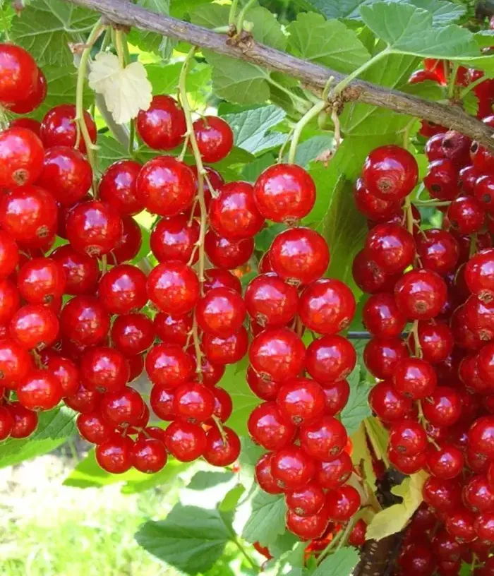 Red Currant shrub (Ribes rubrum) ABUNDENT - Tutifruti, s.r.o.