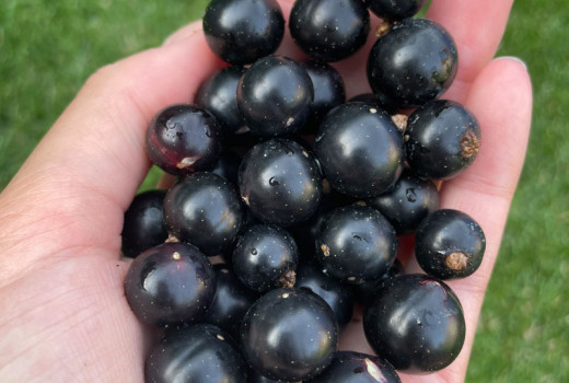 Nové čierne ríbezle 2026: Gofert, Ben Connan a Balsgard Martin