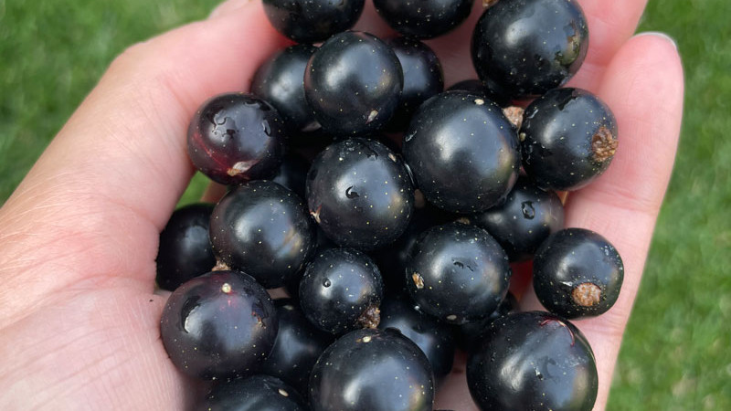 Nové čierne ríbezle 2026: Gofert, Ben Connan a Balsgard Martin