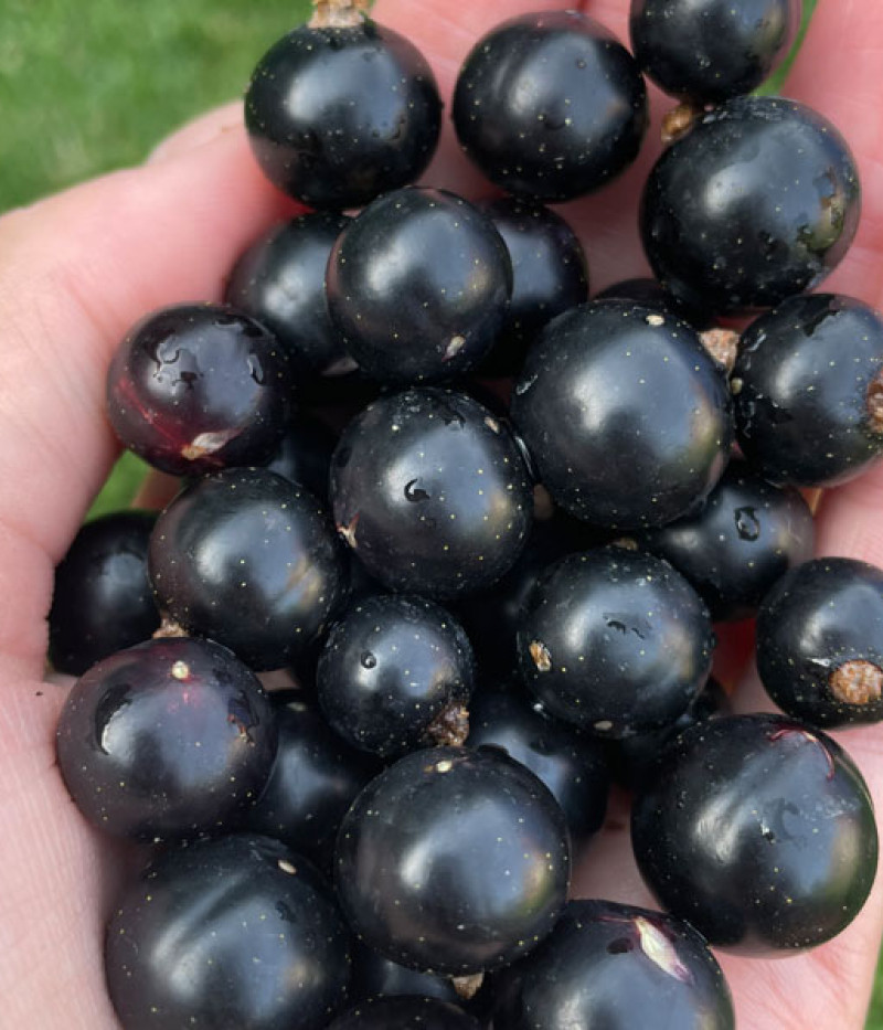 Ríbezľa čierna (Ribes nigrum) BALSGARD MARTIN (krík) - Tutifruti SK