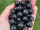 Ríbezľa čierna (Ribes nigrum) BALSGARD MARTIN (krík)