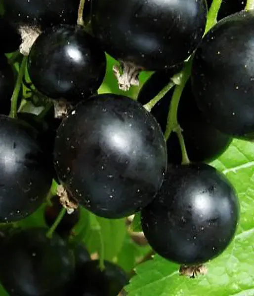 Ríbezľa čierna (Ribes nigrum) BALSGARD MARTIN (krík) - Tutifruti SK
